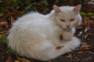 Kedi sokakta yatıyor.