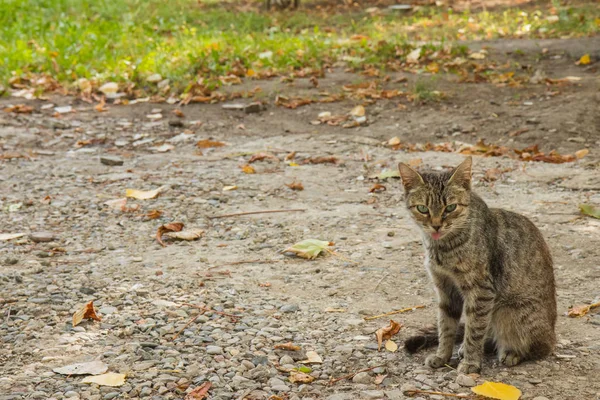 Doğal zemin üzerine oturan çok renkli yolunu yitirmek kedi — Stok fotoğraf