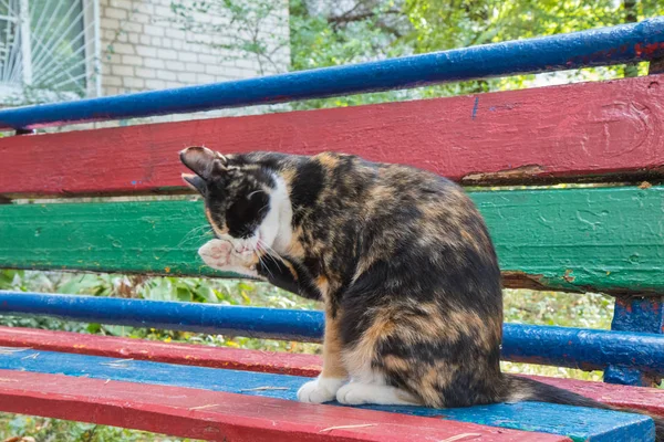 Gatto randagio multicolore seduto sullo sfondo naturale. Lavarsi da solo — Foto Stock