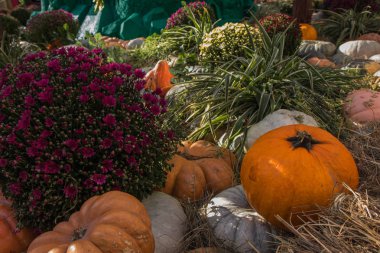 Şükran günü için kabak, çiçekler ve buğday kompozisyon
