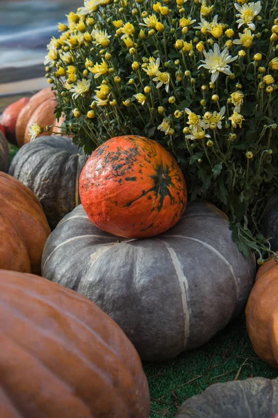 Samenstelling van pompoenen, bloemen en tarwe voor Thanksgiving day — Stockfoto