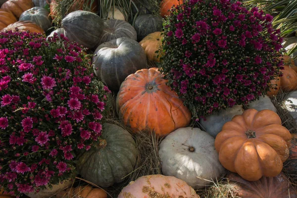 Samenstelling van pompoenen, bloemen en tarwe voor Thanksgiving day — Stockfoto