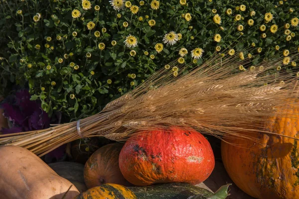 Samenstelling van pompoenen, bloemen en tarwe voor Thanksgiving day — Stockfoto