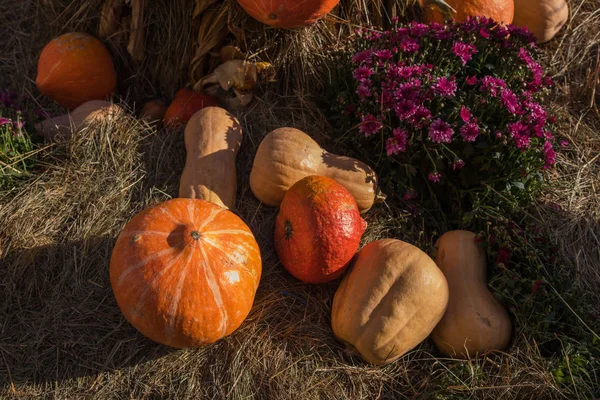 Sammansättning från pumpor, blommor och vete för Thanksgiving day — Stockfoto