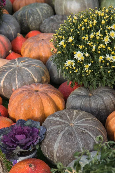 Samenstelling van pompoenen, bloemen en tarwe voor Thanksgiving day — Stockfoto