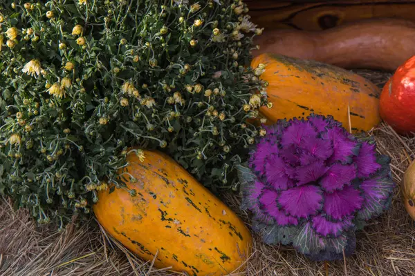 Composición de calabazas, flores y trigo para el día de Acción de Gracias — Foto de Stock