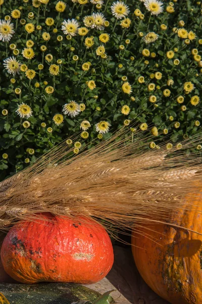 Samenstelling van pompoenen, bloemen en tarwe voor Thanksgiving day — Stockfoto