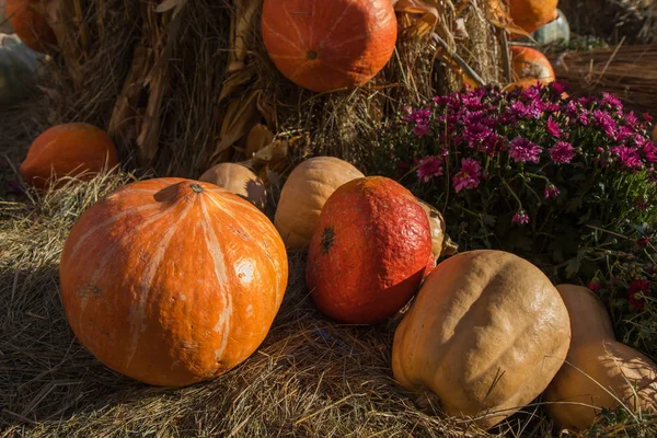 Sammansättning från pumpor, blommor och vete för Thanksgiving day — Stockfoto