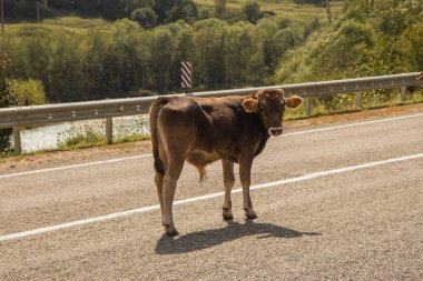 Kırmızı inek bir yolda bir yol asfalt gri bir metal çit ile üzerinde durmak ve yeşil ağaçlar ve dağlar Dombai Ulusal Doğa rezerv arka planda etrafa                   