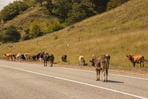Vacas rojas en un puesto de paseo en un camino gris asfalto en Dombai — Foto de Stock