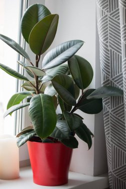 Ficus kırmızı bir saksı içinde 