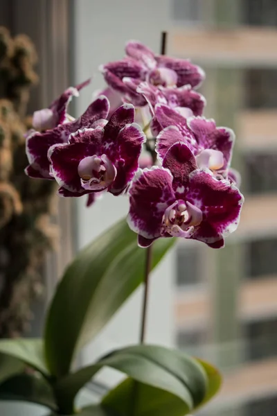 Cloyse upp blommande vita och lila phalaenopsis orkidéer på fönsterbrädan. Trädgårdsarbete, exotiska krukväxt. Falenopsis — Stockfoto