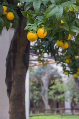 Portakal ağacı üzerinde yeni hasat