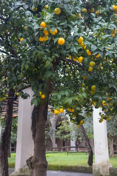 Nova colheita de laranja na árvore — Fotografia de Stock