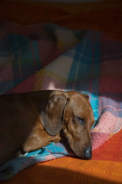 Roter Dackel schläft auf einer kuscheligen Decke in der Sonne — Stockfoto