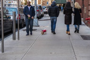 New York, ABD - 3 Ocak, 2019. Nyc sokak köpeğiyle yürüyen adam. Bir yaşam tarzı. Kış