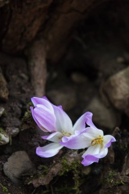 doğal kaynak çuha çiçeği bitkisi. seçici odak