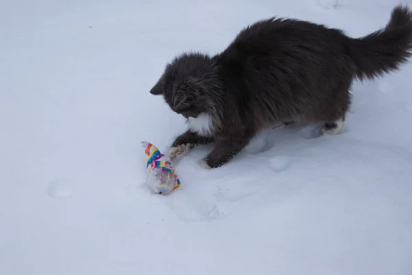 Gatto palying con giocattolo sulla neve — Foto Stock