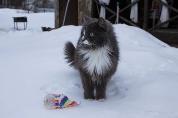 Gato pálido com brinquedo na neve — Fotografia de Stock