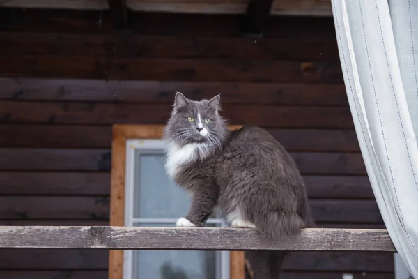 Mignon chat gris assis sur la véranda en bois de la maison en plein air — Photo