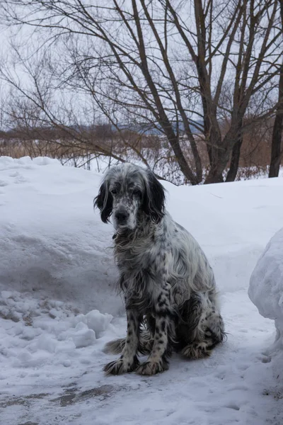 Inglese Setter in inverno — Foto Stock