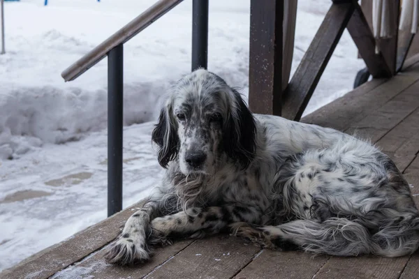 Cane sdraiato su una veranda in legno — Foto Stock