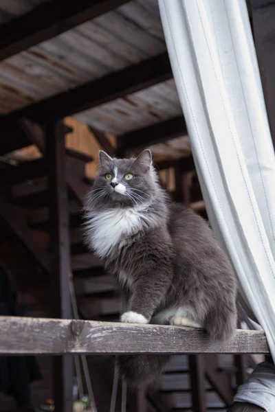 Cute gray cat sitting on the wooden veranda of the house outdoor — Stock Photo, Image