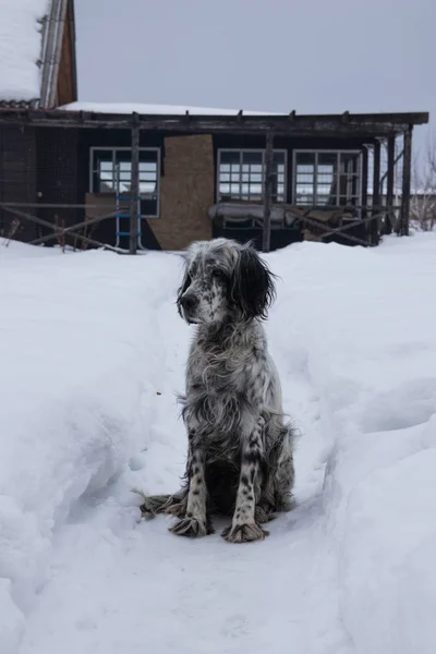 Englanti Setter talvella — kuvapankkivalokuva