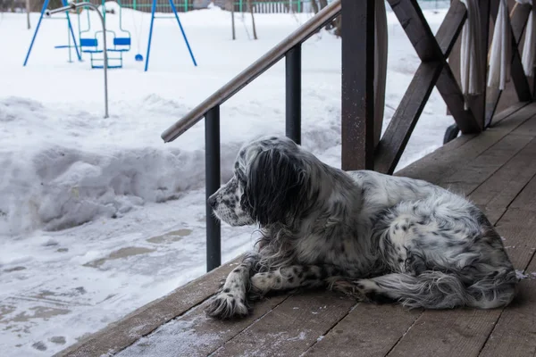 Cane sdraiato su una veranda in legno — Foto Stock