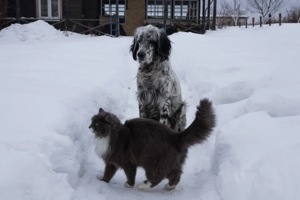 Inglese cane Setter giocare con gatto nella neve . — Foto Stock