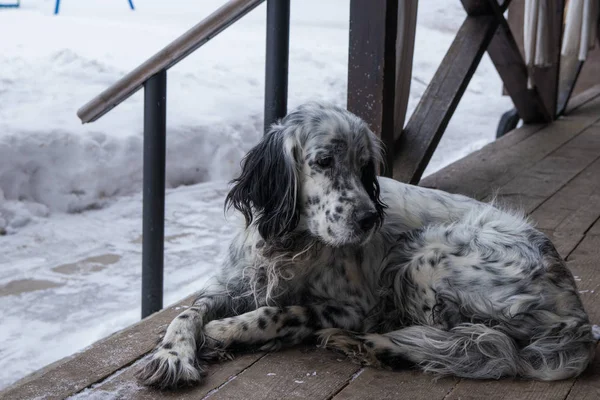 Σκυλί που ξαπλώνει σε μια ξύλινη βεράντα — Φωτογραφία Αρχείου