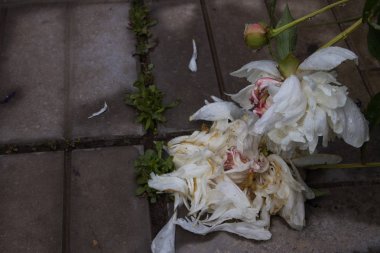 Closeup of a white and pink wilted peony flowers with water drops after rain. Selected focus clipart