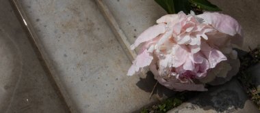 Yağmurdan sonra su damlaları ile beyaz ve pembe solmuş şakayık çiçeklercloseup. Seçili odak. Afiş