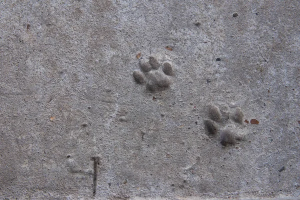 Cat footprint on concrete
