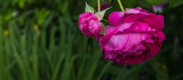 Bush rosa rosa close-up. Flores e jardins após a chuva com gota de água. Foco seleccionado. Banner — Fotografia de Stock