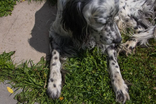 Dog English Setter.Al aire libre en el jardín día de verano —  Fotos de Stock