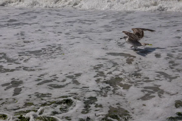 Pescăruşul mănâncă peşte. Un pescăruș mănâncă un pește pe plajă — Fotografie, imagine de stoc