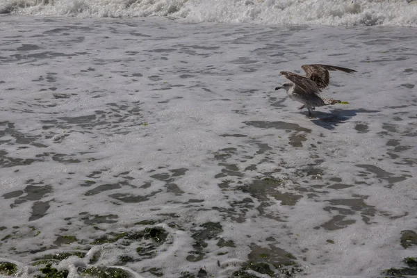 Seagull eating a fish. A Seagull eating a fish on the beach — Stock Photo, Image