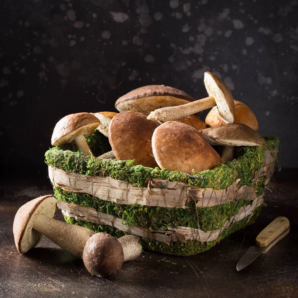 森林蘑菇在篮子与青苔 秋天收获 白色和白杨 深色背景下的生鲜蘑菇 — 图库照片