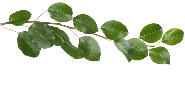 Gröna Blad Träd Päron Isolerad Vit Bakgrund Närbild Stockbild