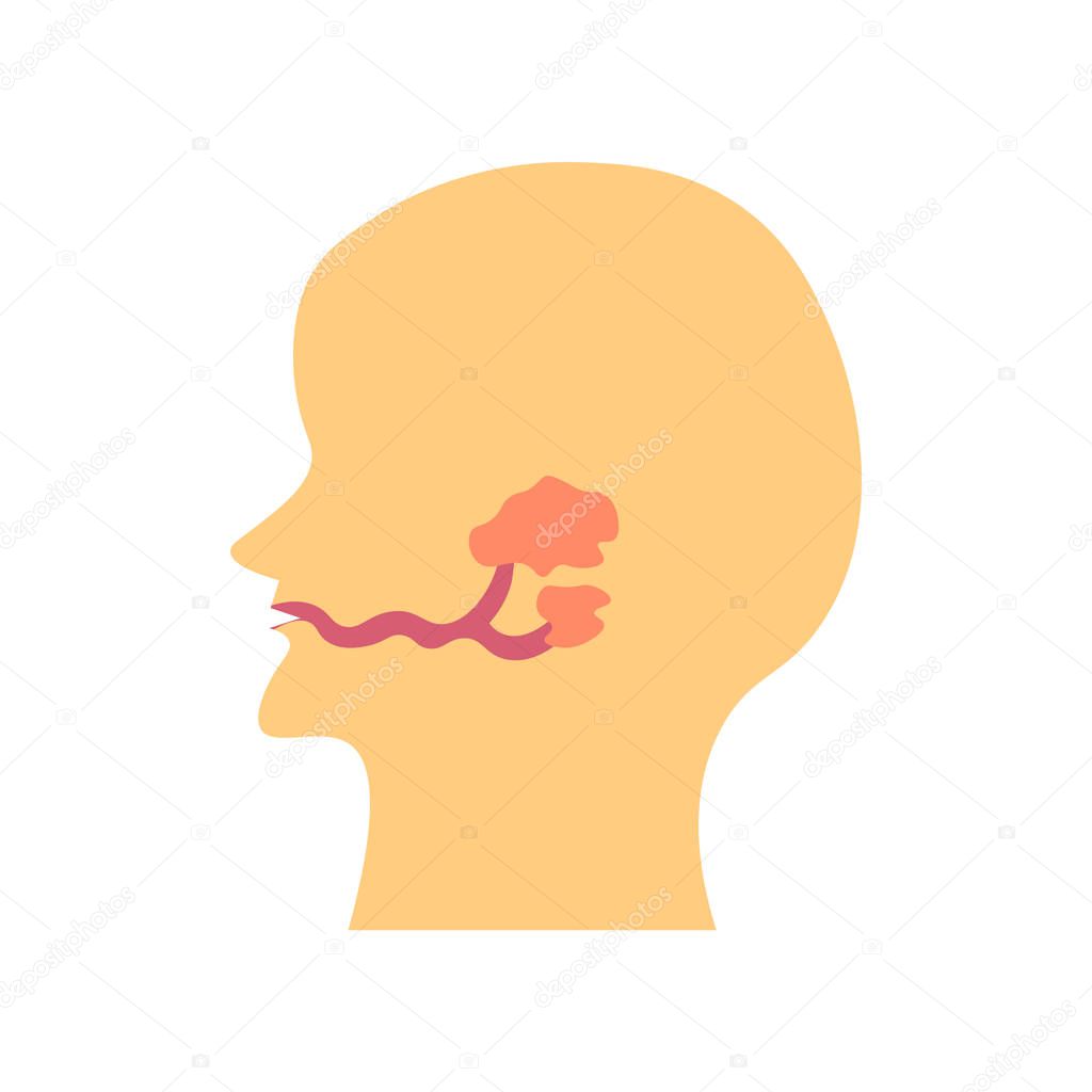 Salivary glands icon vector isolated on white background for your web and mobile app design, Salivary glands logo concept