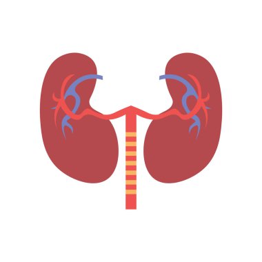 Web ve mobil uygulaması tasarımı, böbrek logo kavramı için beyaz arka plan üzerinde izole böbrek simge vektör