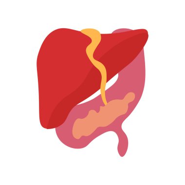 Web ve mobil uygulaması tasarım, karaciğer logo kavramı için beyaz arka plan üzerinde izole karaciğer simge vektör