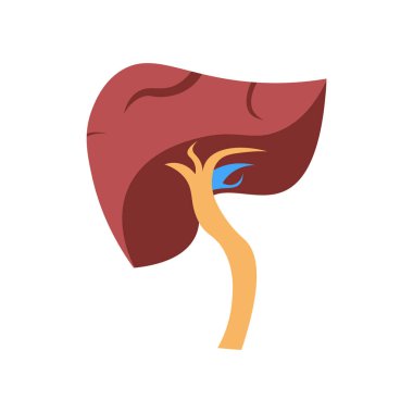 Web ve mobil uygulaması tasarım, karaciğer logo kavramı için beyaz arka plan üzerinde izole karaciğer simge vektör