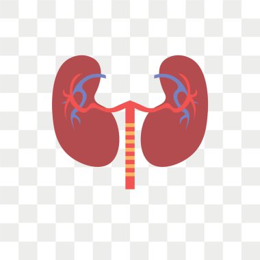 Saydam arka plan üzerinde böbrek logo kavramı izole böbrek vektör simgesi