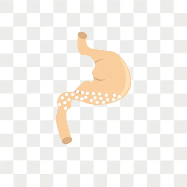 Stomach vector icon isolated on transparent background, Stomach — Stock Vector