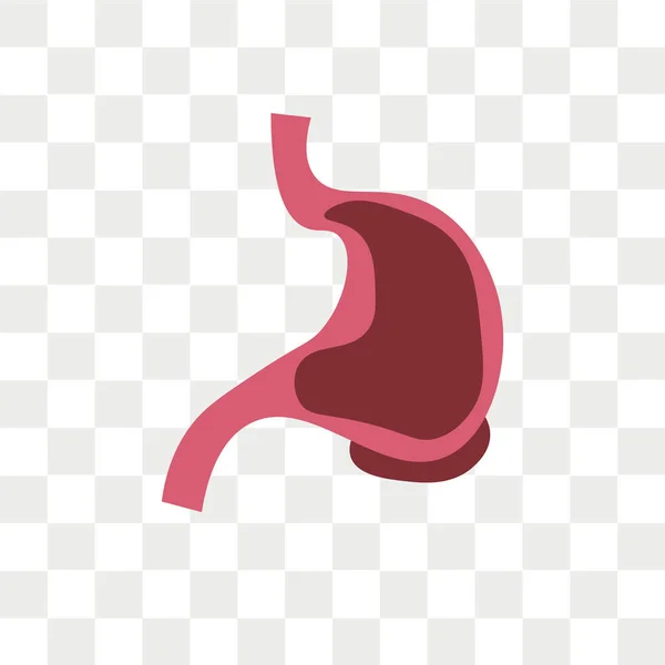 Stomach vector icon isolated on transparent background, Stomach — Stock Vector