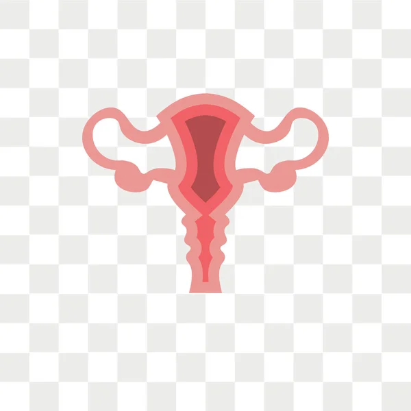 Uterus vector icono aislado sobre fondo transparente, Uterus lo — Vector de stock