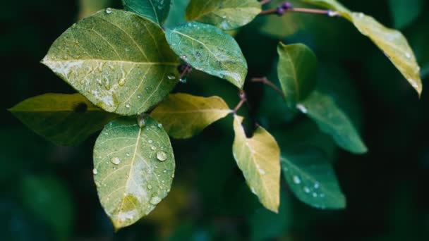 Gotas de agua sobre exuberantes hojas verdes después de la lluvia — Vídeo de stock