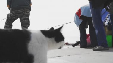 siyah ve beyaz kedi satır balıkçıların devriye